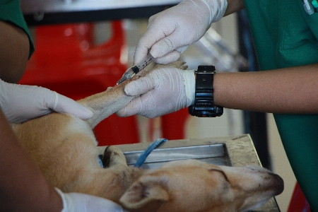 Foto Dokter hewan tangan canidae
 medis