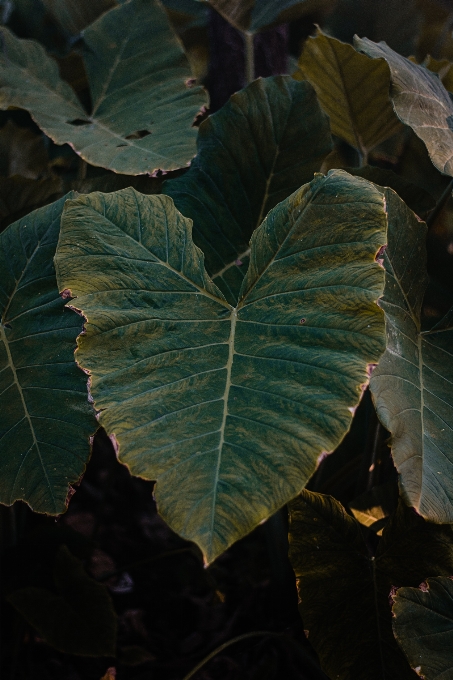 Hoja flor planta xantosoma
