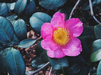 Flower flowering plant petal Photo