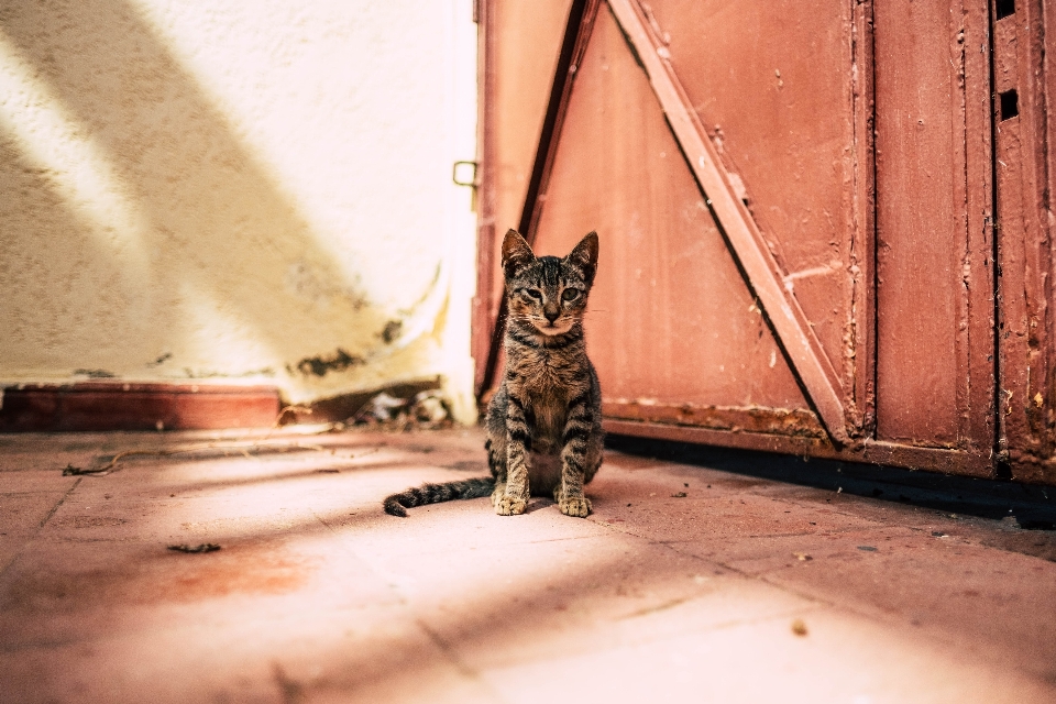 кот маленькие и средние кошки
 кошачьих
 бакенбарды
