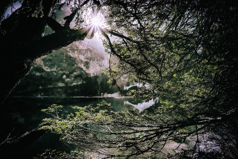 Nature tree water branch