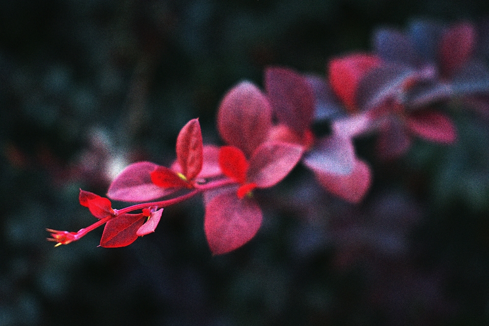 Flor vermelho rosa pétala