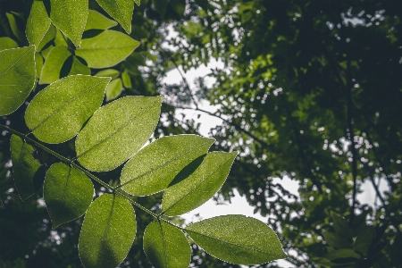 Blatt grün baum anlage Foto