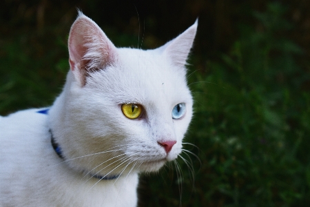 Photo Chat vertébré
 mammifère chats de petite à moyenne taille
