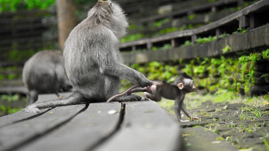 Photo Vertébré
 macaque
 mammifère primate