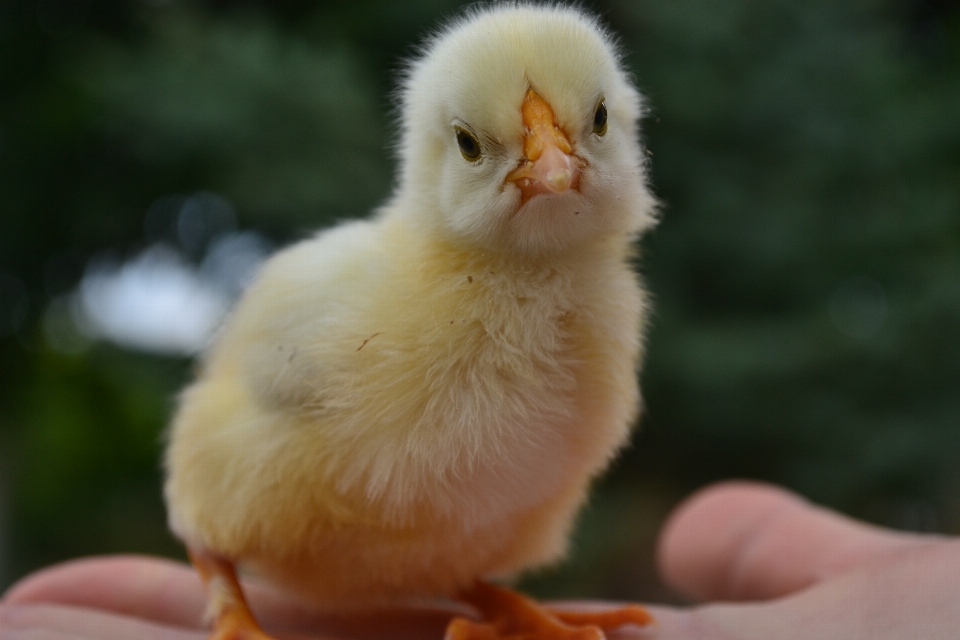 Frango pássaro bico galiformes
