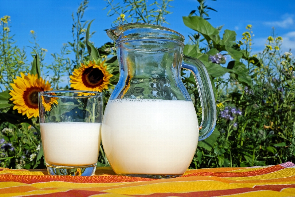 Yellow sunflower flower milk