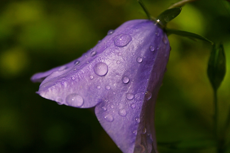 Harebell acqua fiore viola