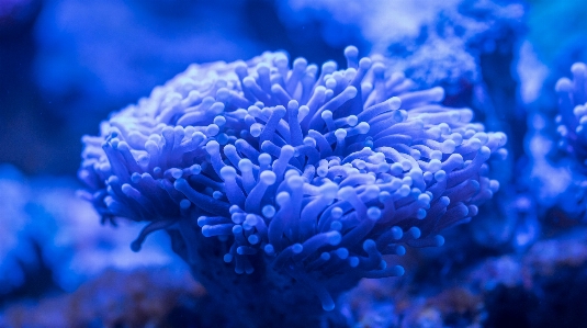 Reef sea anemone blue coral Photo