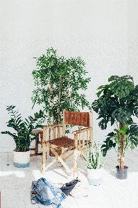 Houseplant room furniture tree Photo