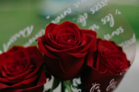 Garden roses red rose flower Photo