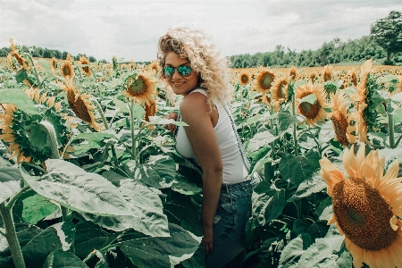 Sunflower field plant adaptation Photo