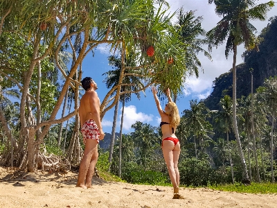 Foto árvore férias praia palmeira