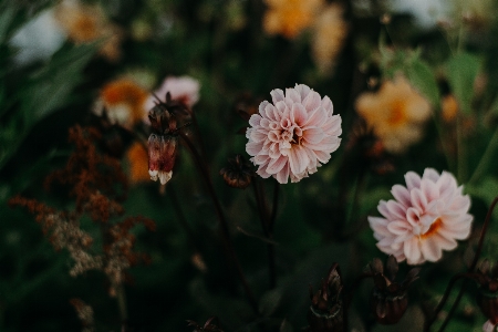 Foto Bunga daun tanaman berbunga
