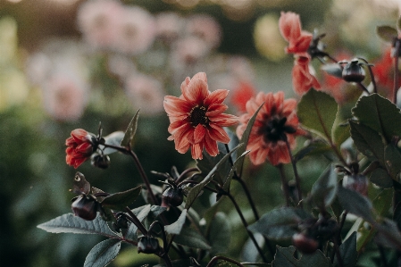 花 開花植物
 植物 花弁 写真