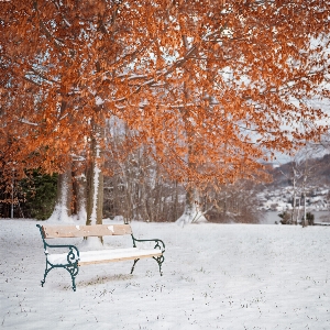 Snow winter tree freezing Photo