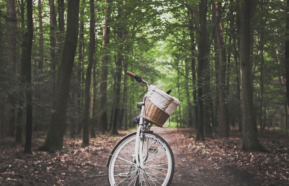 Woodland forest cycling bicycle