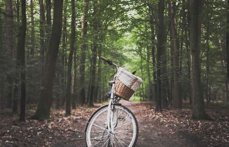 Woodland forest cycling bicycle Photo