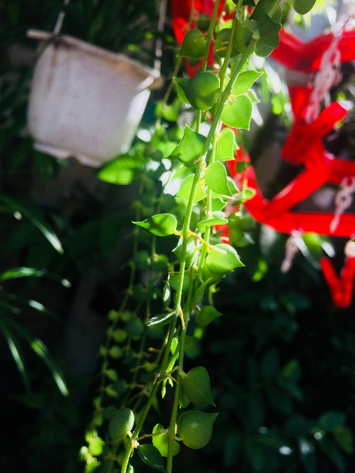 Plantas flor planta floreciendo
