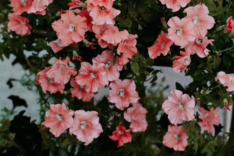 Fiore pianta fiorita
 petalo