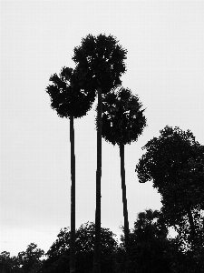 Foto Pohon alam tumbuh-tumbuhan palem