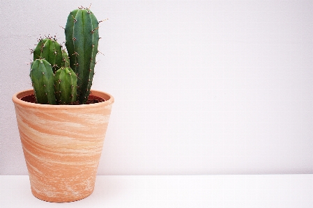 Flowerpot cactus houseplant flower Photo