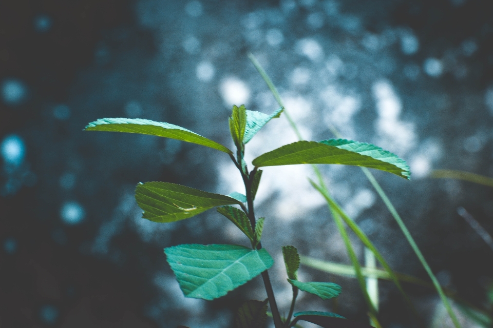 Feuille eau vert bleu