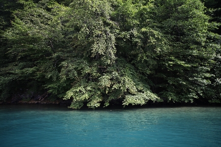 水域
 自然 水 緑 写真