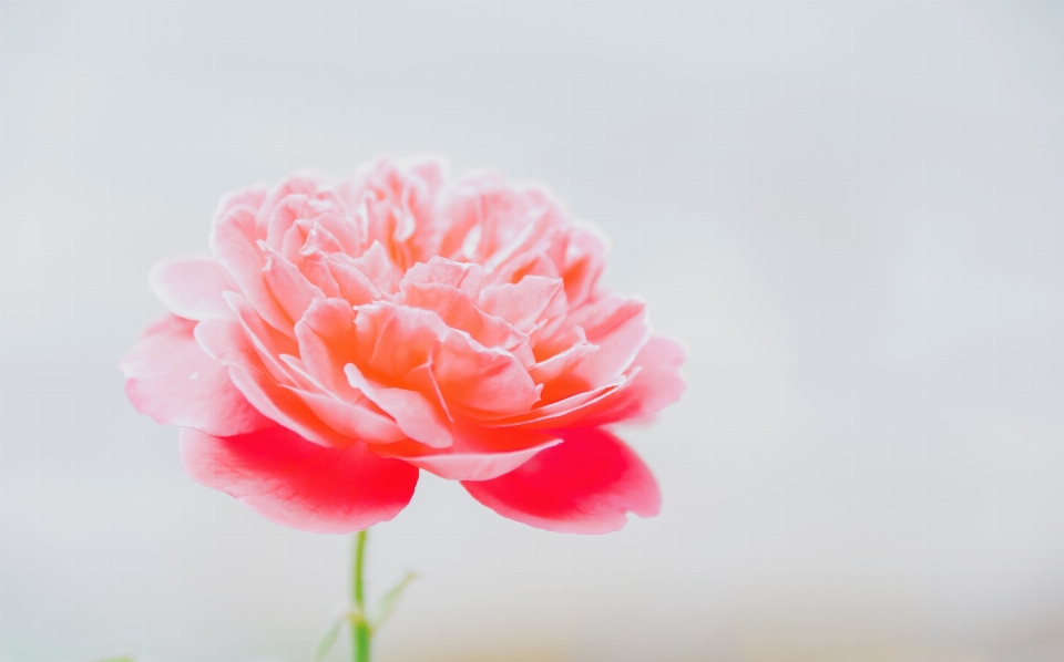 Rose fleur pétale usine