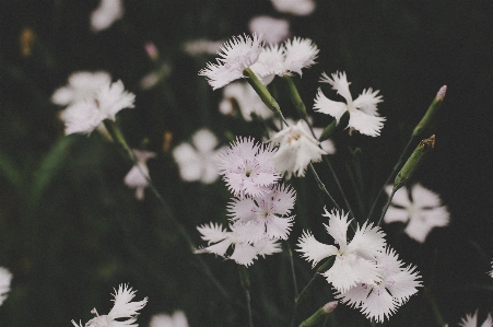 Blume blühende pflanze
 weiss anlage Foto