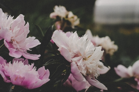 花 開花植物
 花弁 ピンク 写真