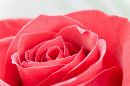 Garden roses petal pink flower Photo