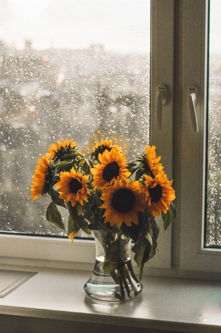 Girasole fiore tagliare i fiori
 giallo