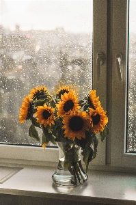 Sunflower flower cut flowers yellow Photo