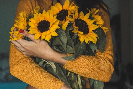 Sunflower flower yellow plant Photo