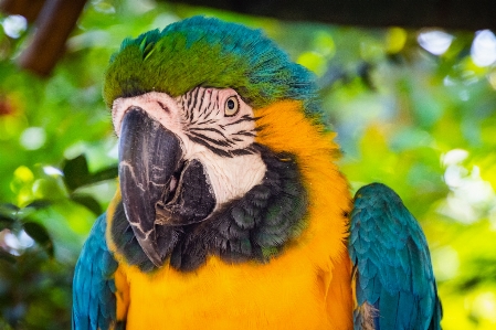 コンゴウインコ 鳥 脊椎動物
 オウム 写真