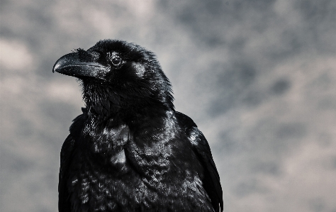 Foto Pássaro preto bico raven