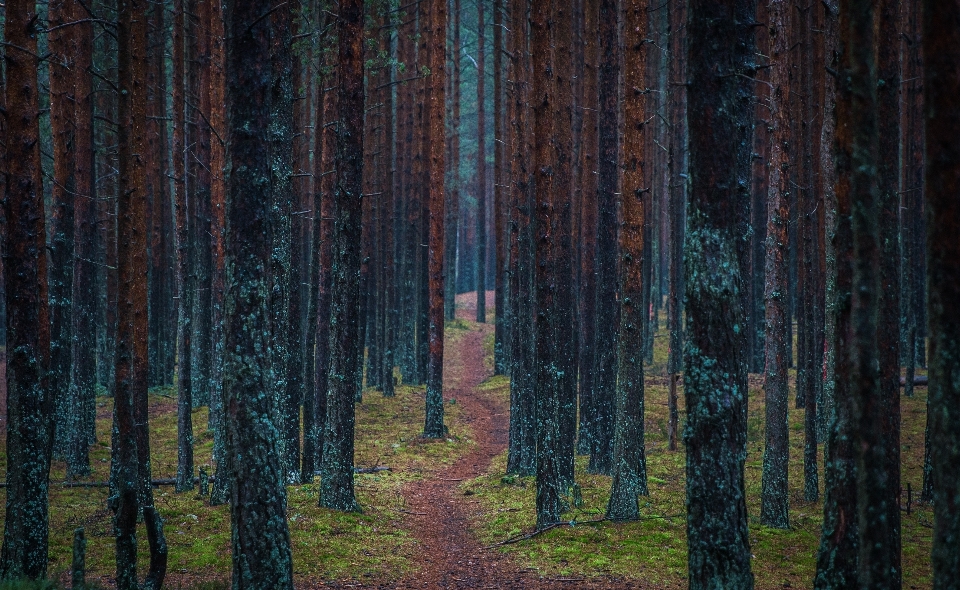 Tree forest natural environment spruce fir