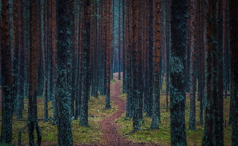 Tree forest natural environment spruce fir Photo