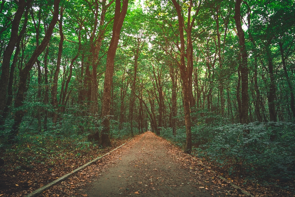 Tree forest natural environment nature