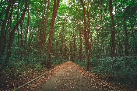 Tree forest natural environment nature Photo