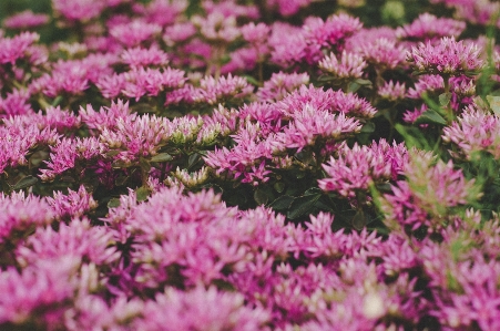 Flower flowering plant pink Photo