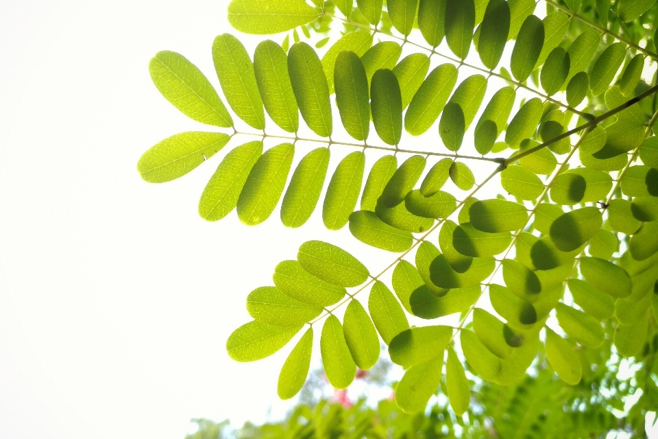 Feuille usine vert arbre