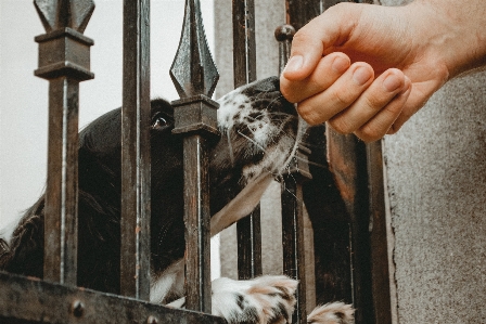 Foto Mano rifugio per animali