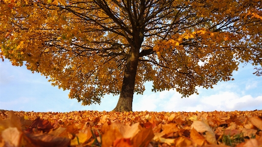 Tree leaf nature natural landscape Photo