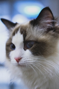 Foto Kucing mamalia bertulang belakang
 berukuran kecil hingga sedang
