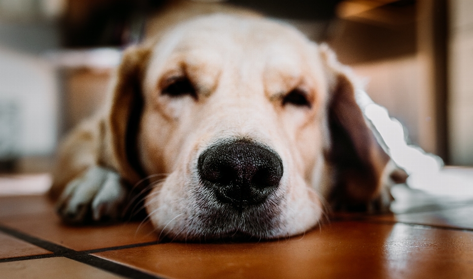 Perro cánidos
 raza canina
 mamífero