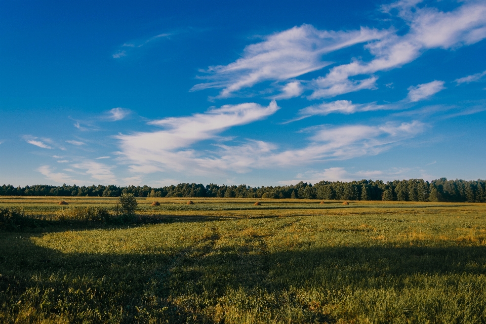 Himmel wiese
 feld prärie
