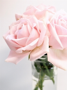 Flower rose pink family Photo