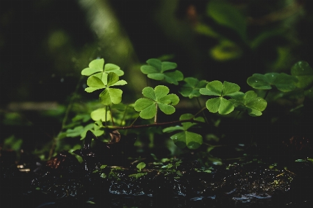 Foto Verde natura foglia vegetazione